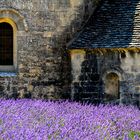 Lavendelblüte am Kloster Sénanque