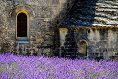 Lavendelblüte am Kloster Sénanque