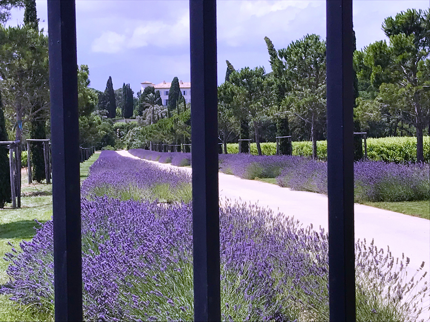 Lavendelblüte an der Côte d'Azur