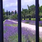 Lavendelblüte an der Côte d'Azur