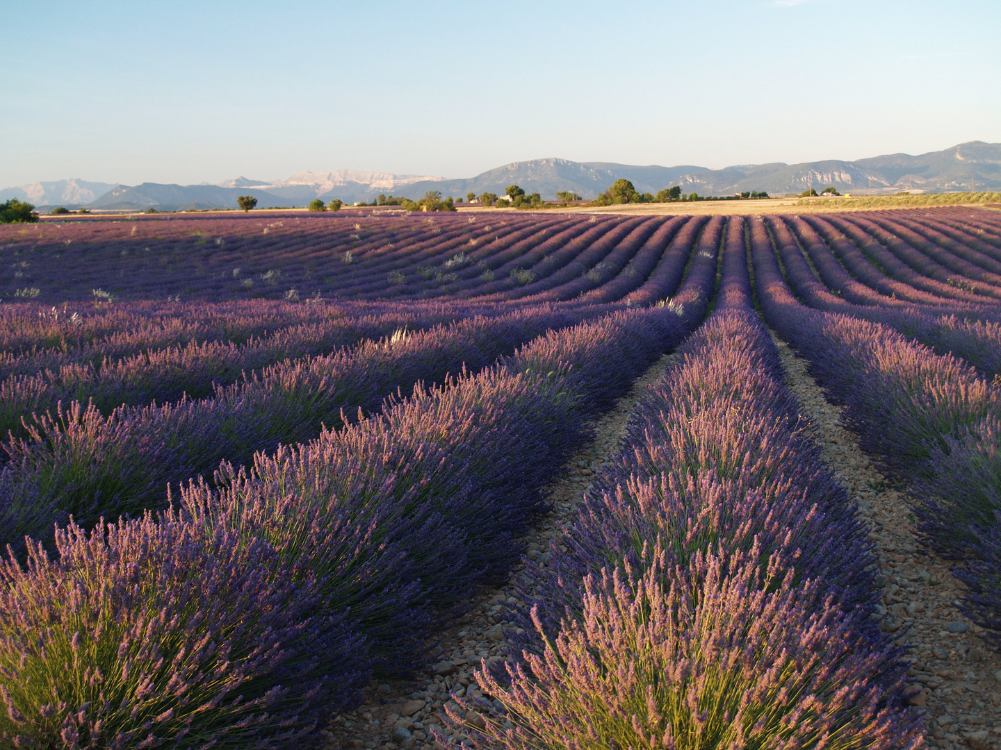 Lavendelblüte auf dem Plateau de Vaucluse