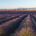 Lavendelblüte auf dem Plateau de Vaucluse