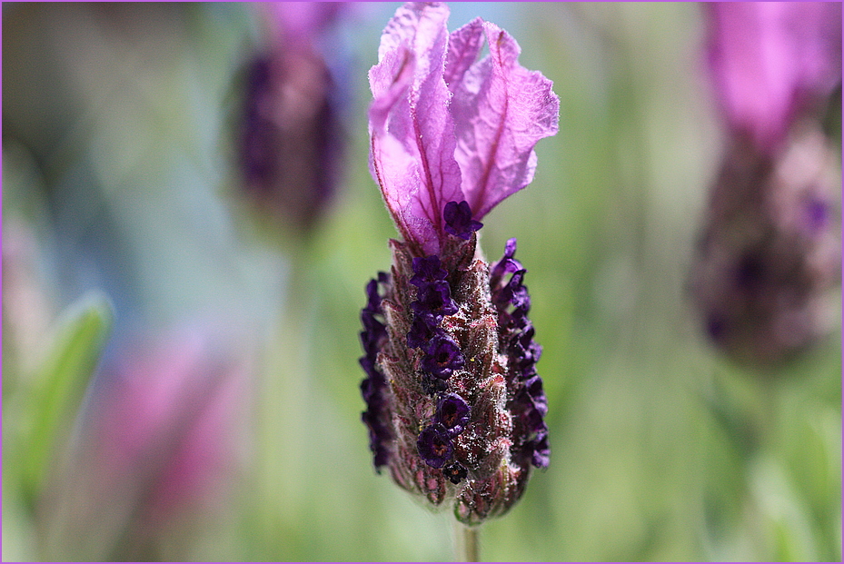 Lavendelblüte