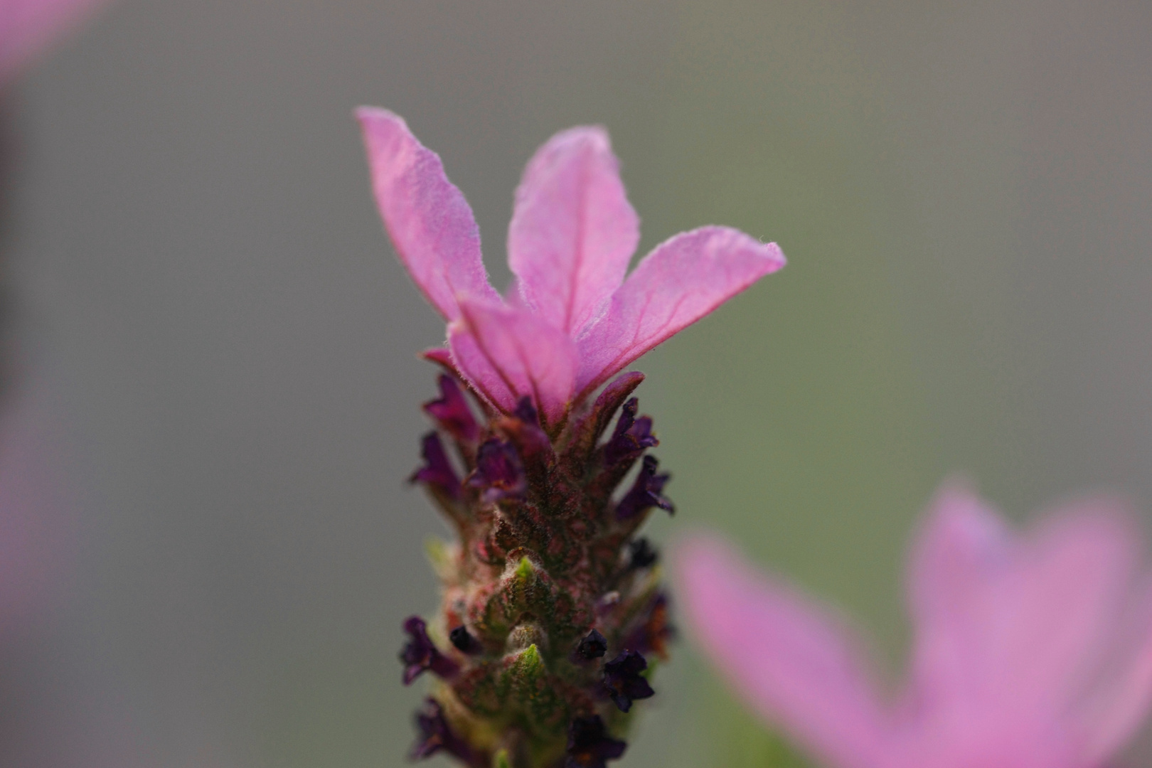 Lavendelblüte