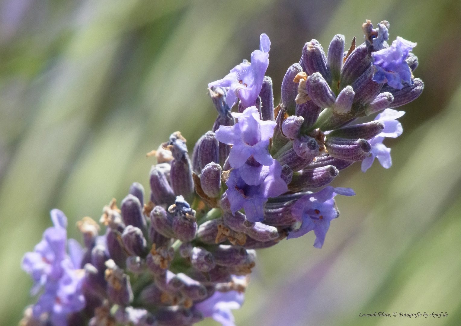 Lavendelblüte