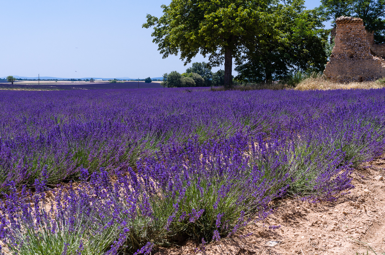 Lavendelblüte die zweite