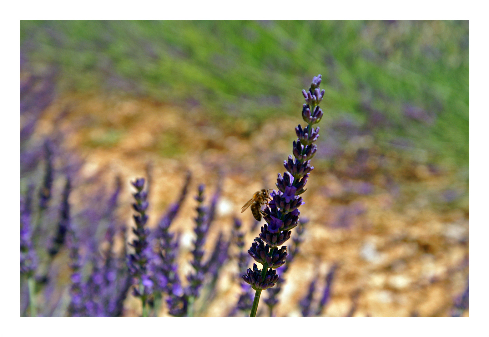 Lavendelblüte - Ein Fest für die Bienen