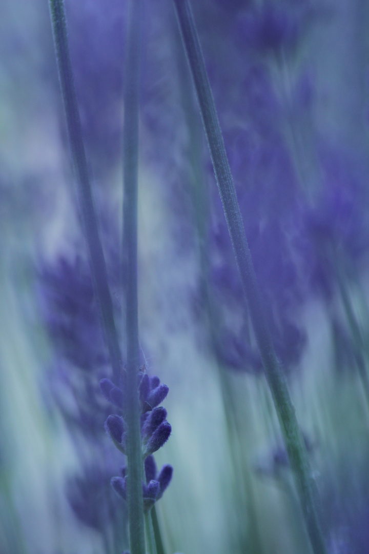 Lavendelblüte im Abendlicht