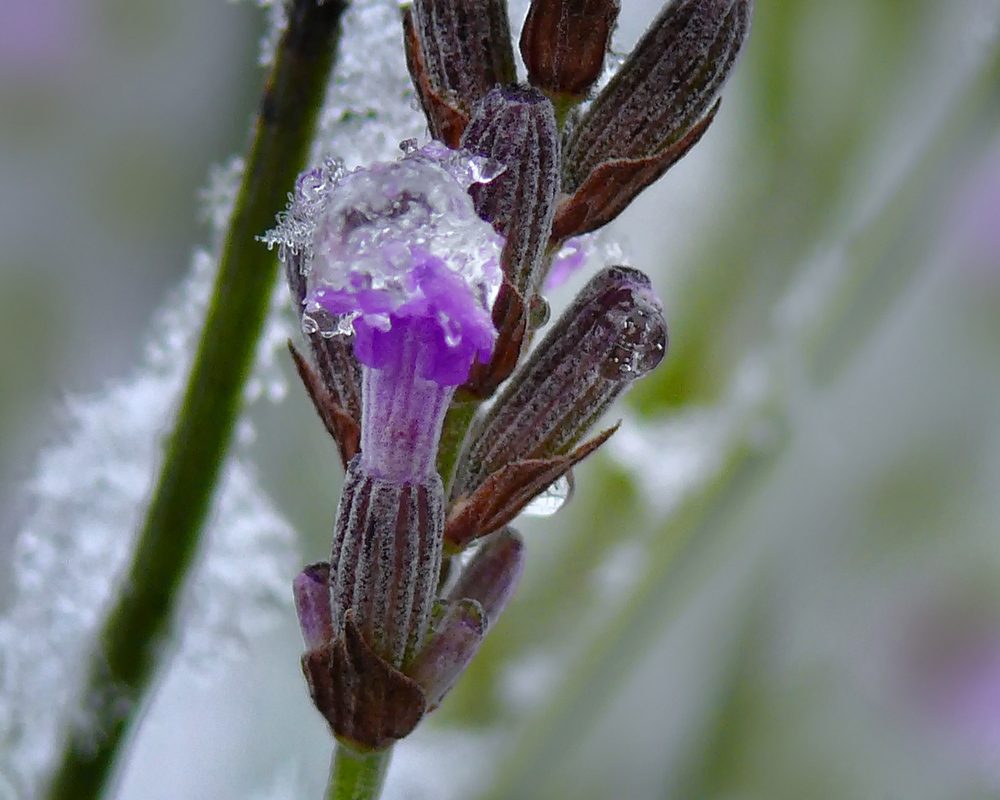 Lavendelblüte im November