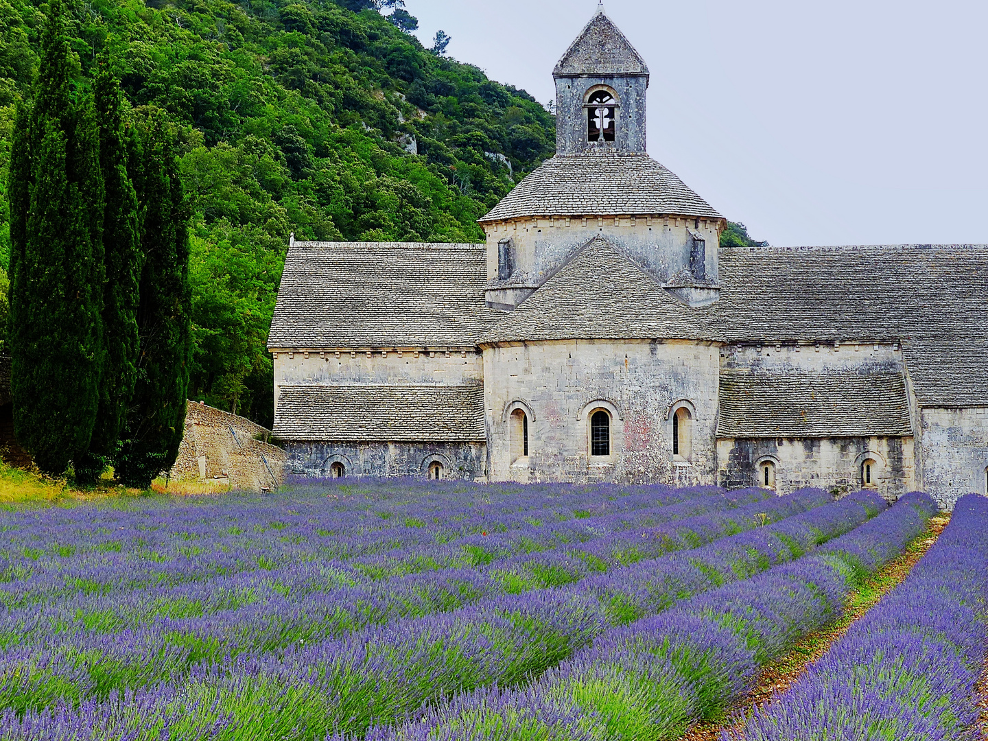 Lavendelblüte in der Abtei Senanque, Provence, France