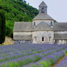 Lavendelblüte in der Abtei Senanque, Provence, France