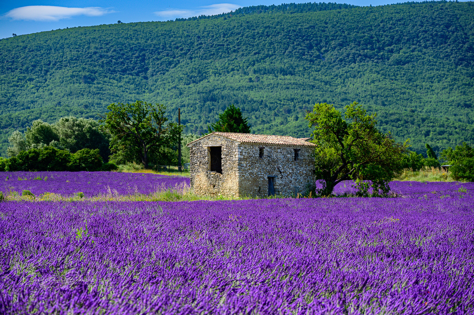 Lavendelblüte in der Provence