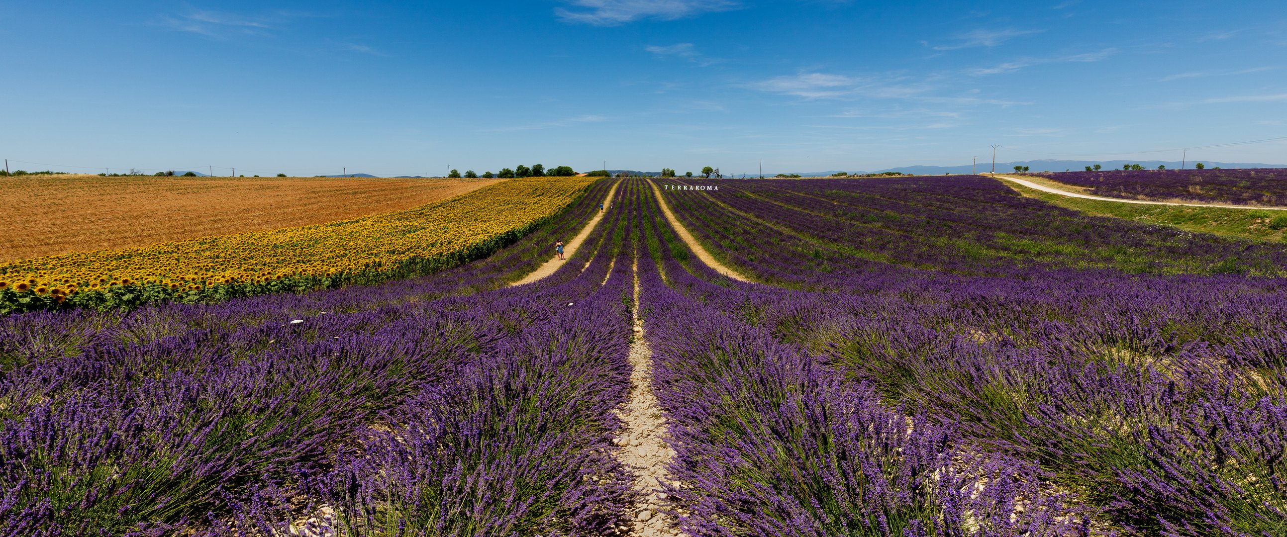 Lavendelblüte in der Provence  