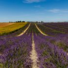 Lavendelblüte in der Provence  
