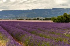 Lavendelblüte in der Provence