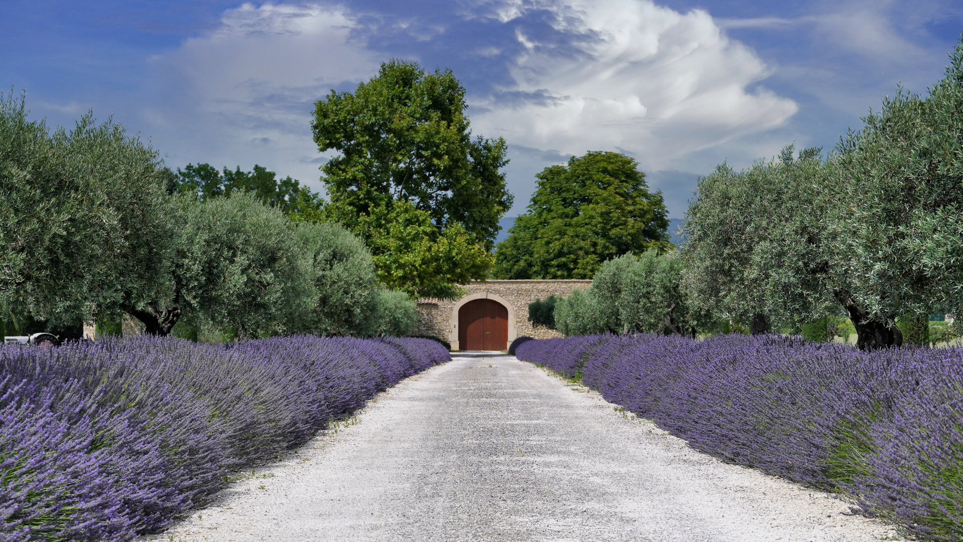 Lavendelblüte in der Provence