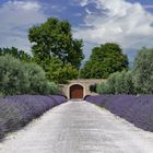 Lavendelblüte in der Provence