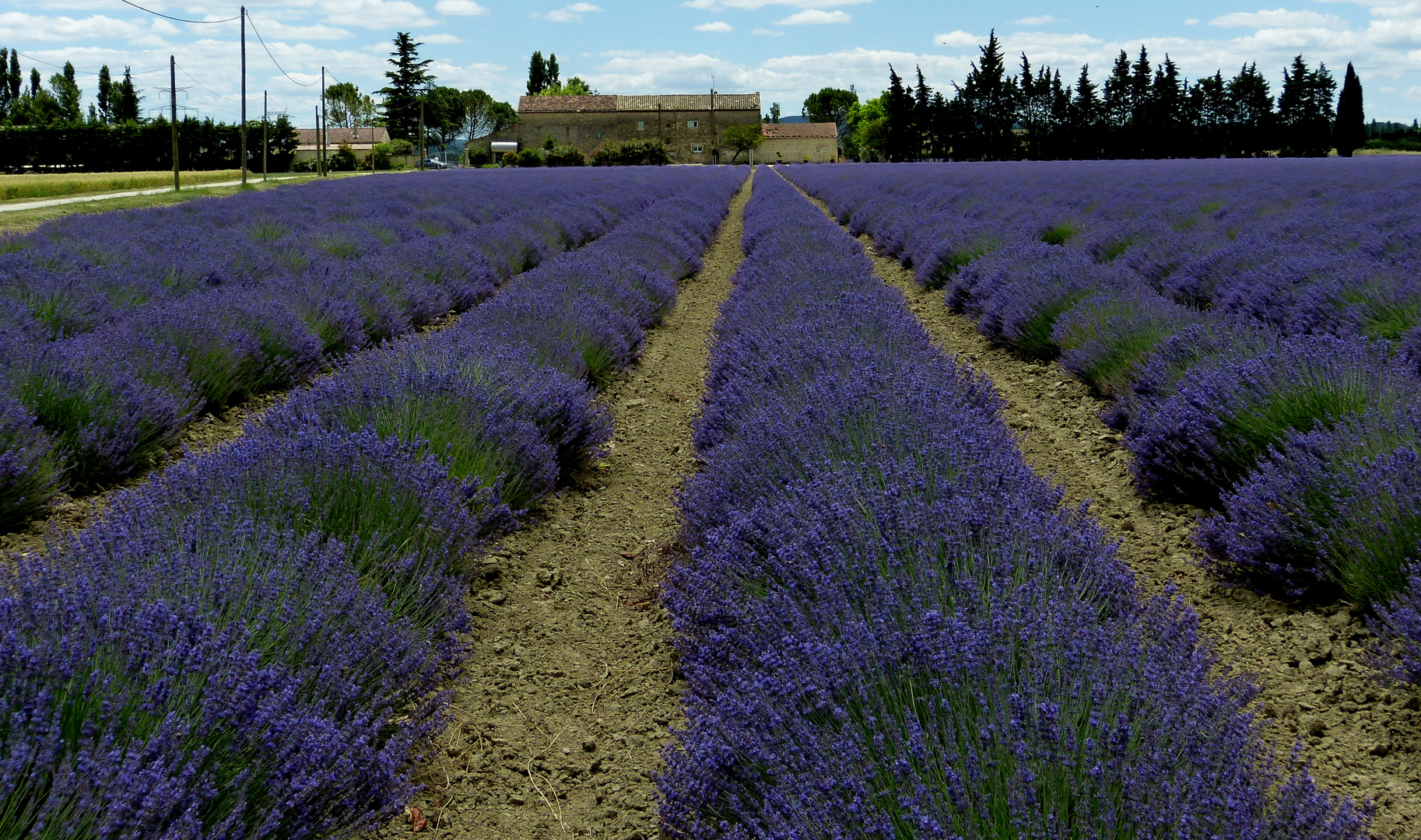 Lavendelblüte in der Provence