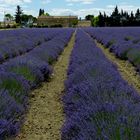 Lavendelblüte in der Provence