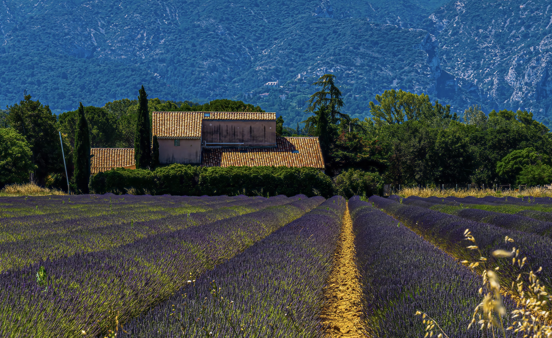 Lavendelblüte in der Provence