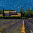 Lavendelblüte in der Provence