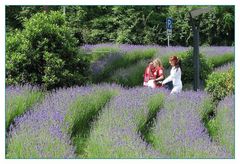 Lavendelblüte in Mainz