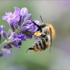 Lavendelblüte mit Besucher