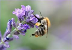 Lavendelblüte mit Besucher