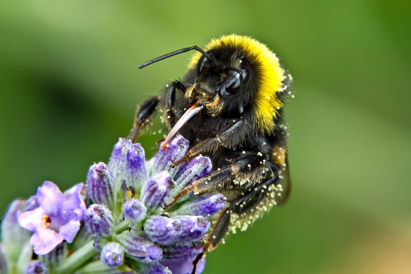 Lavendelblüte mit Erdhummel-Besuch (Bombus terrestris)