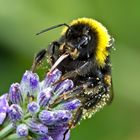 Lavendelblüte mit Erdhummel-Besuch (Bombus terrestris)