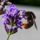 Lavendelblüte mit Steinhummel 