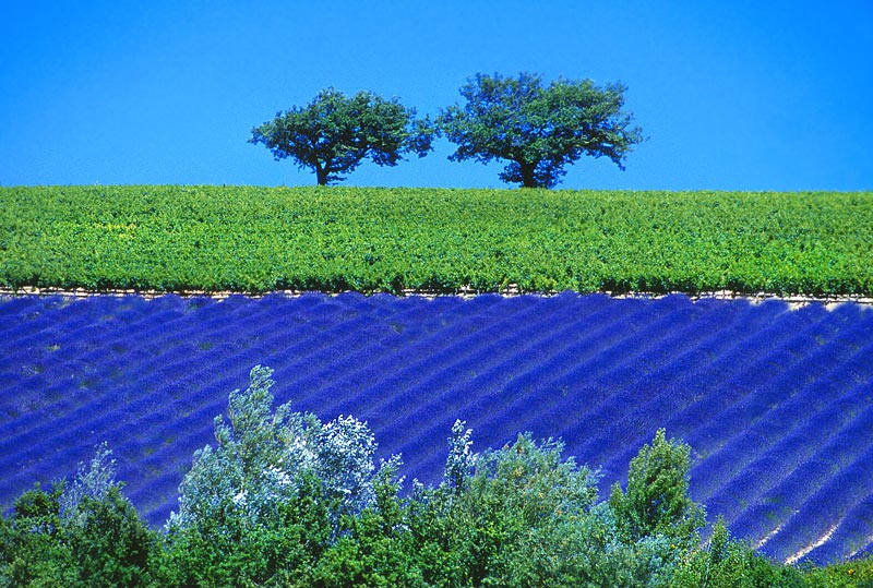 Lavendelblüte, Provence