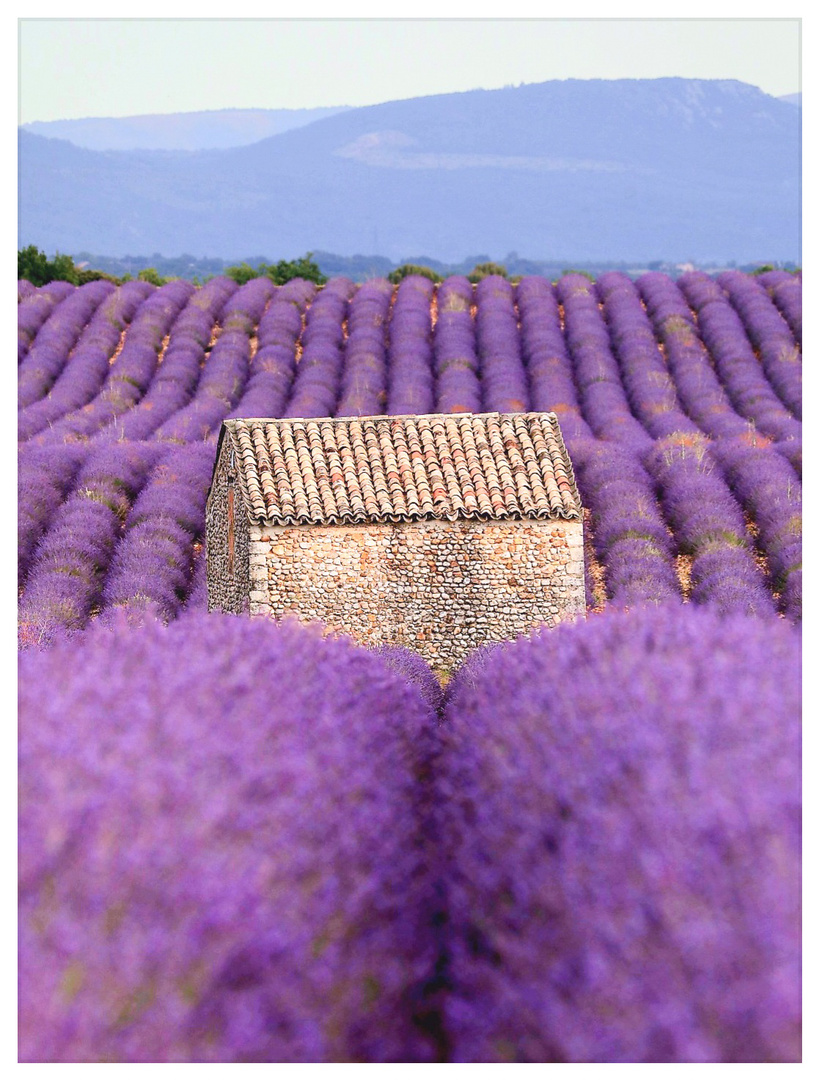 Lavendelblüte Provence