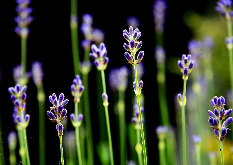 Lavendelblüten