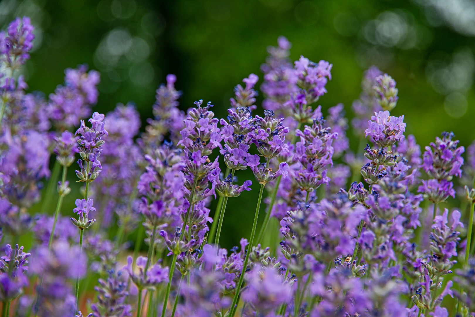 Lavendelblüten