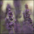 _LavendelDuft_
