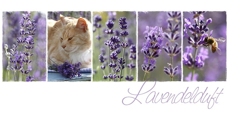 Lavendelduft