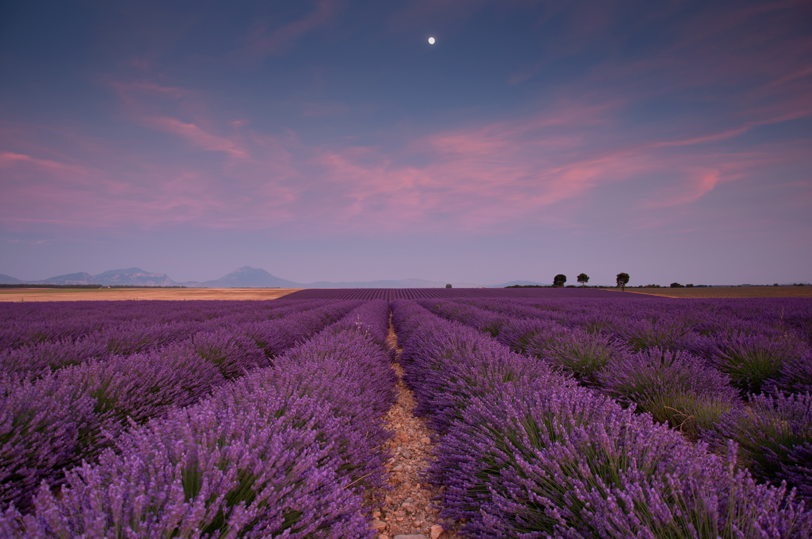 Lavendelduft der Provence