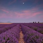 Lavendelduft der Provence