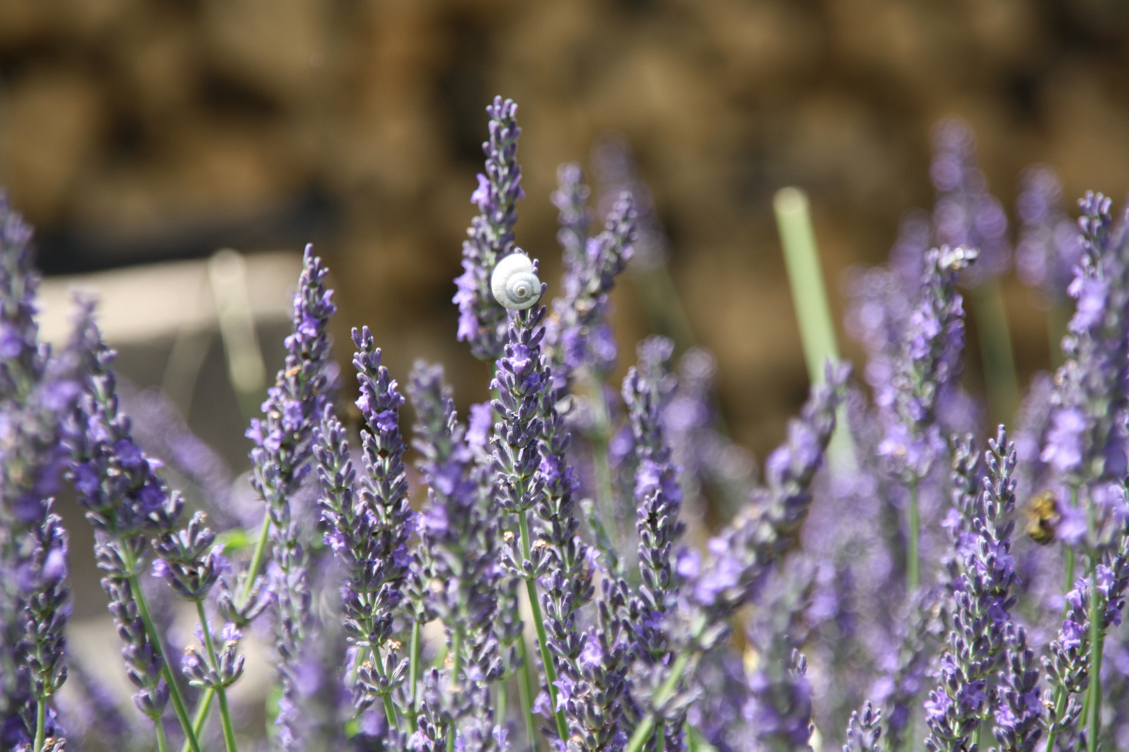 Lavendelduft in der Provence