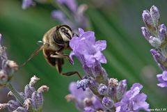 Lavendelduft ist nicht nur für die Mistbienen berauschend:-)