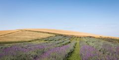 Lavendelernte in der Uckermark