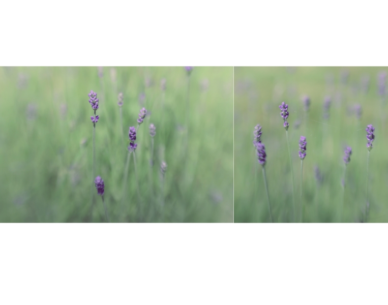 lavendel.farben