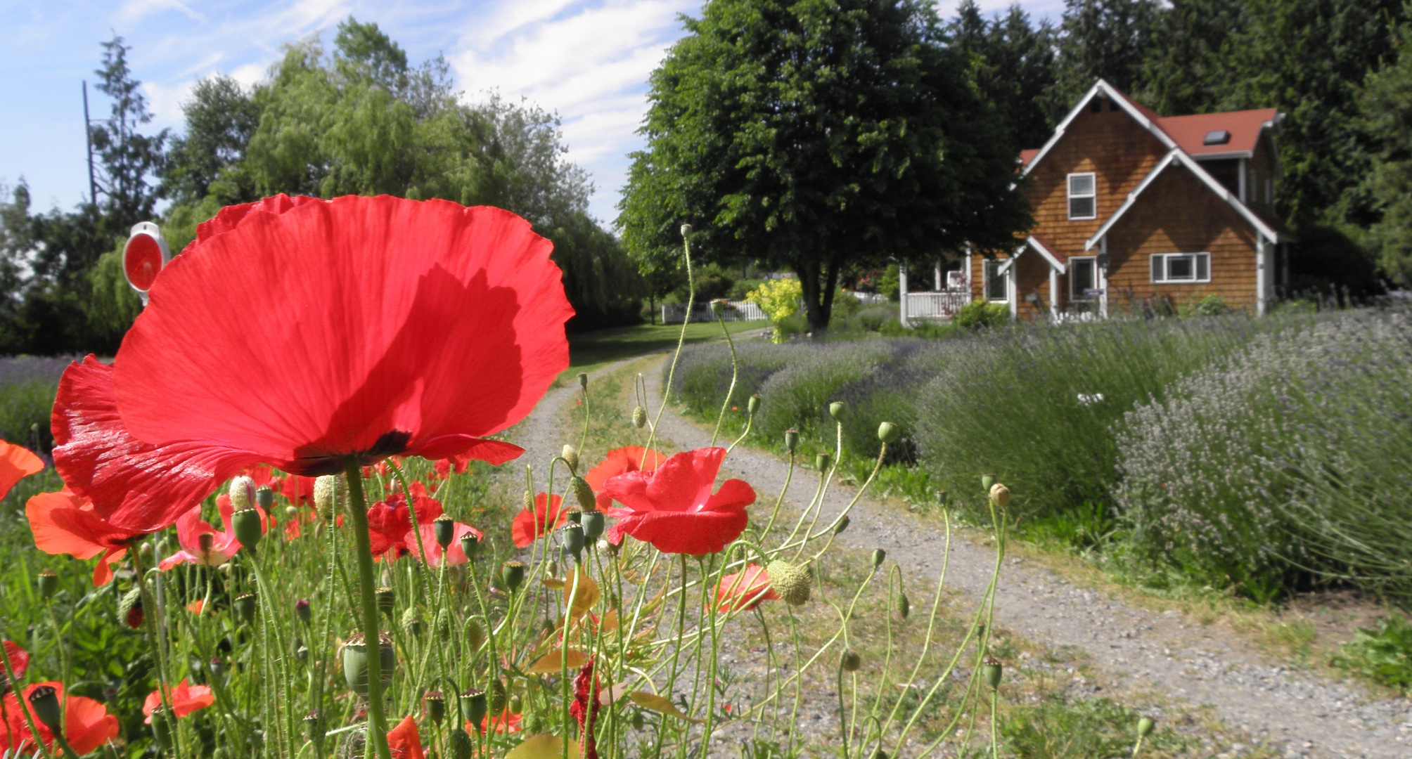 Lavendelfarm Sequim, Olympic Peninsula