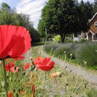 Lavendelfarm Sequim, Olympic Peninsula