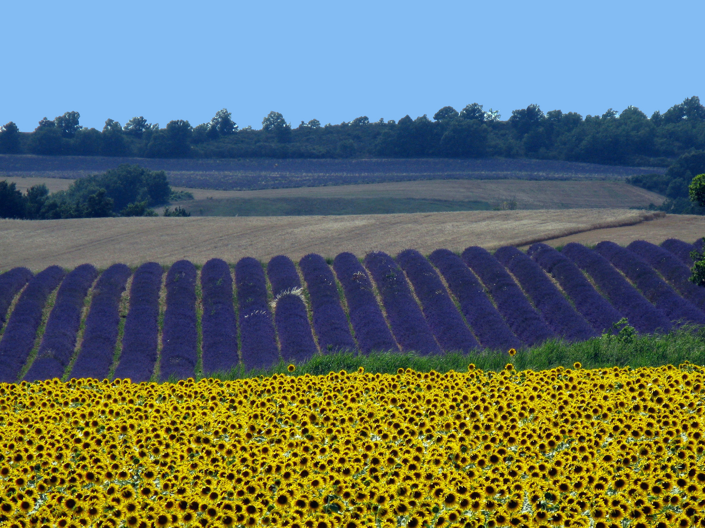 Lavendelfeld am Plateau de Valensole 2