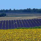 Lavendelfeld am Plateau de Valensole 2