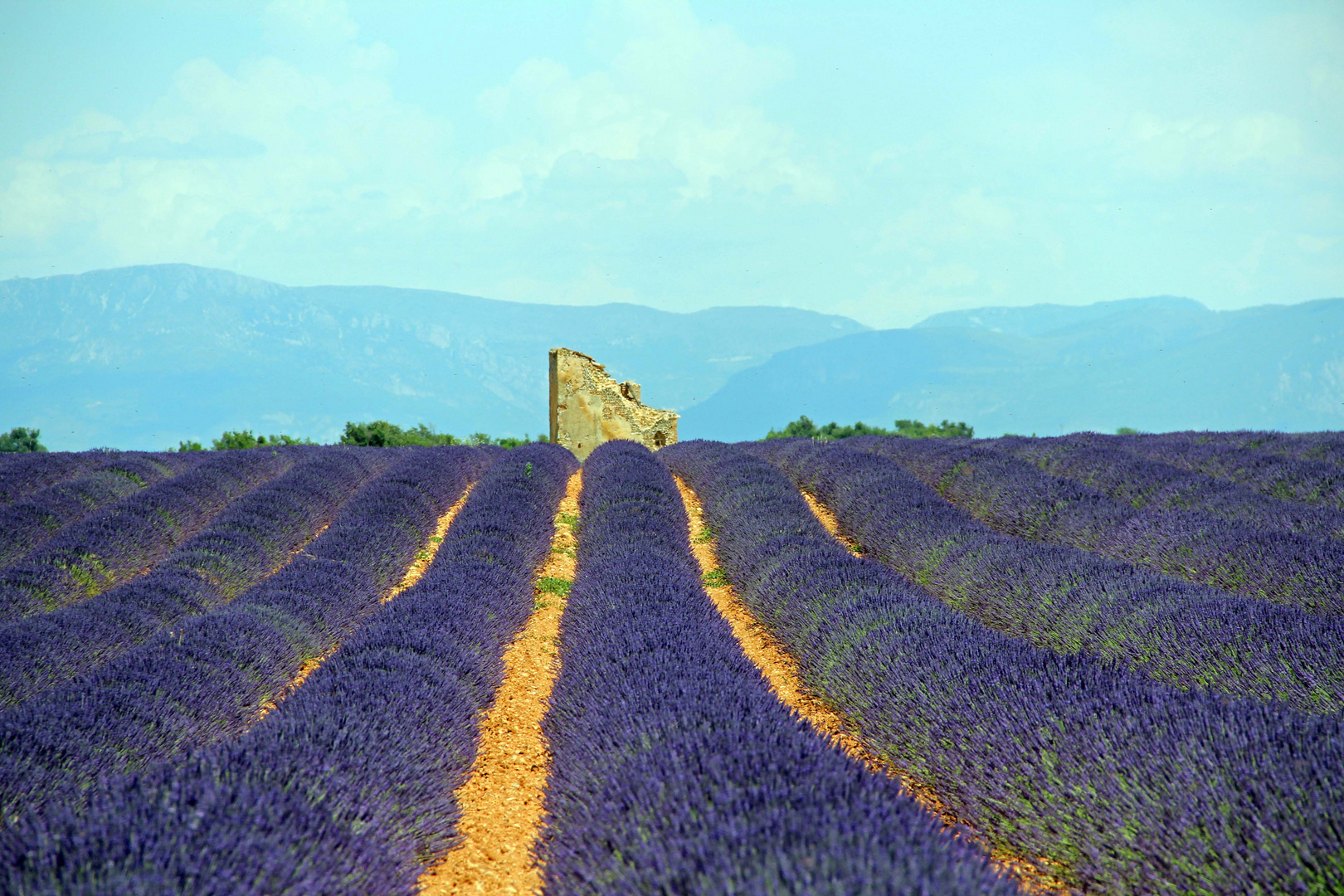 Lavendelfeld am Plateau de Valensole