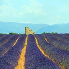 Lavendelfeld am Plateau de Valensole