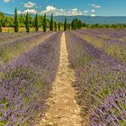 Lavendelfeld bei Roussillon